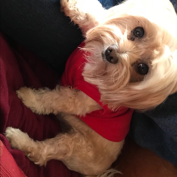 I’m a Posh Ambassador!  ❤️❤️😀😀👍👍🎉🎊🏆🏅🥇 - Picture 2 of 5